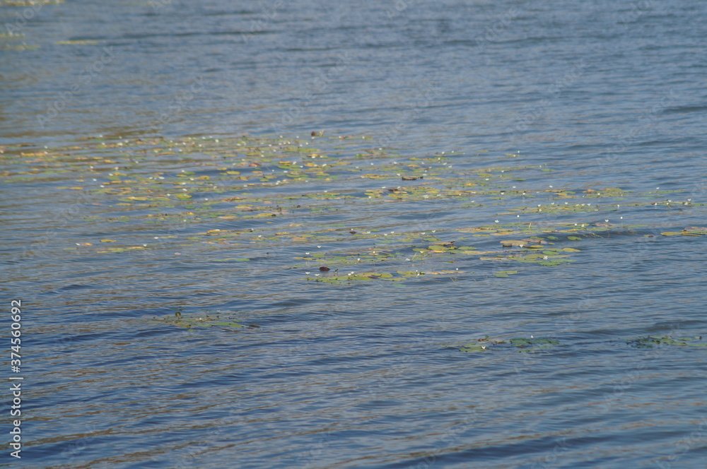 as águas de um belo e calmo lago azul com folhas verdes as águas de um belo e calmo lago azul com folhas verdes