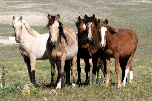 herd of horses in field wild horses