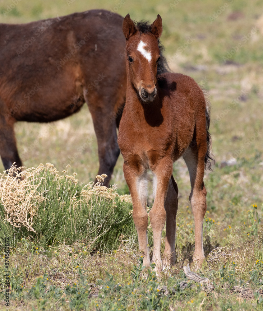 Fototapeta premium wild foal and mother