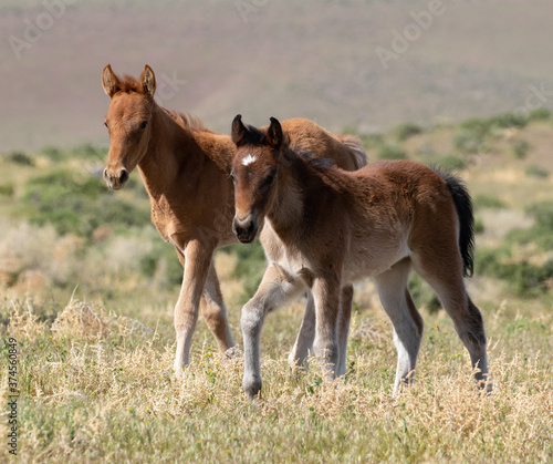 wild foal horses 