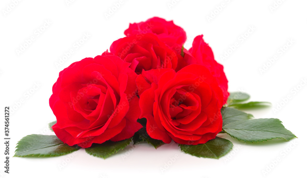 Beautiful red roses.