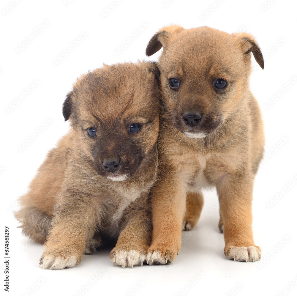 Obraz premium Two Baby Puppies.