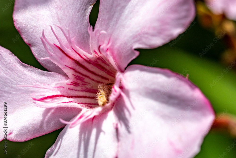 Naklejka premium Pink and Red Oleander Flower from the Garden