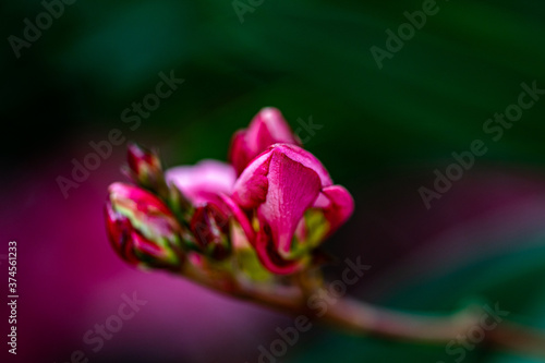 Pink and Red Oleander Flower from the Garden