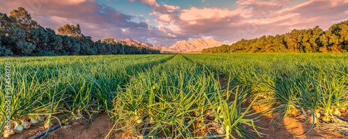 Agricultural field with ripe green onions. Advanced agriculture industry in d...
