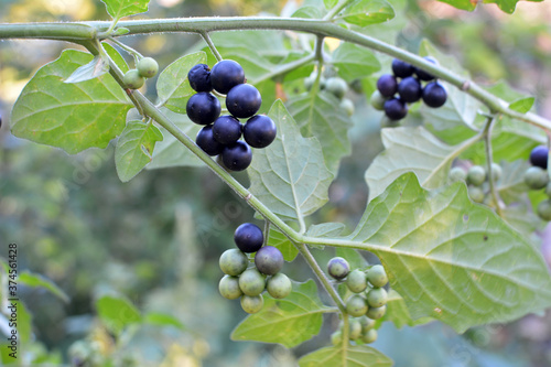 Foto In nature grows nightshade (Solanum nigrum)