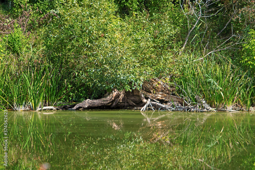 Beautiful dead fallen tree and its reflection in the water Beautiful dead fallen tree and its reflection in the water