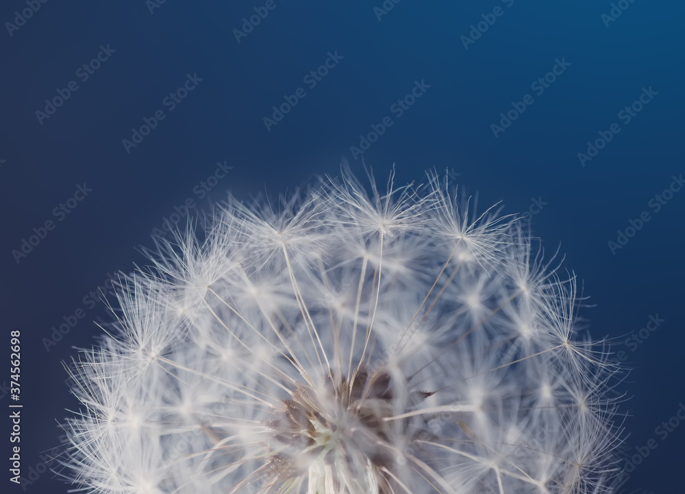 Fototapeta premium White dandelion seed on a blue blurred background, macro.