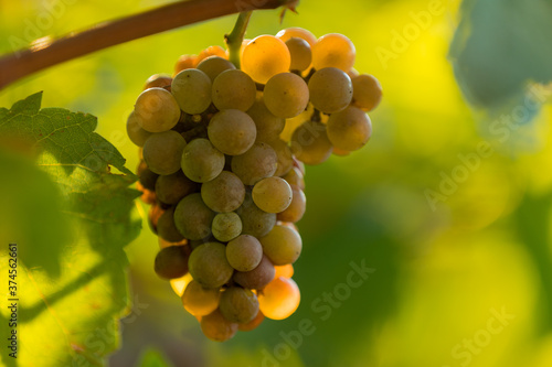 White grapes ready to be ha...