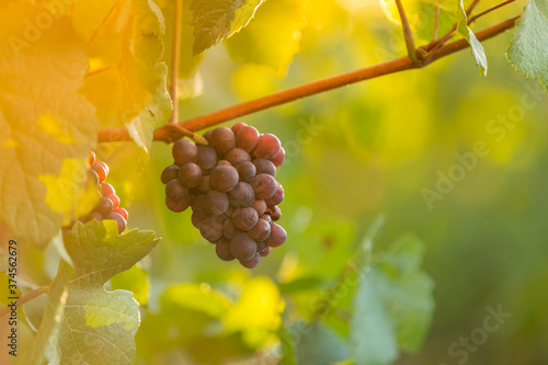 Red grapes ready to be harv...