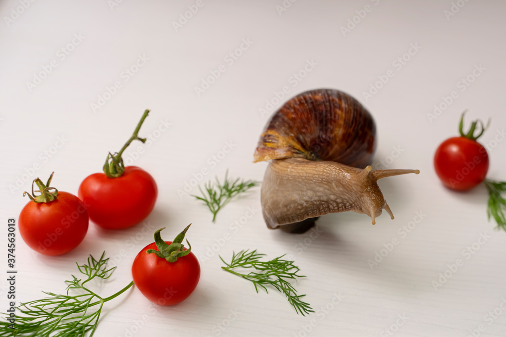 The Achatina snail. Cherry tomatoes. Close-up. Small red tomatoes. Snail food. White background. Tomatoes with herbs. The snail is having lunch. Green sprigs of dill. Achatina snail body texture