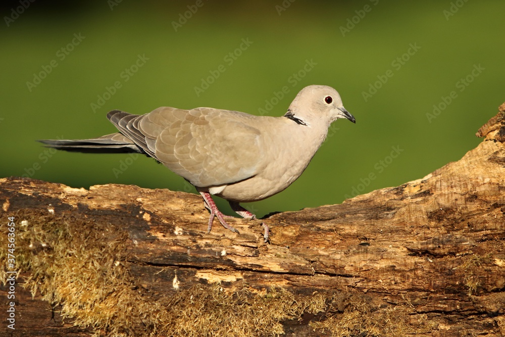 The Eurasian collared dove (Streptopelia decaocto) in morning sun. The Eurasian collared dove (Streptopelia decaocto) in morning sun.