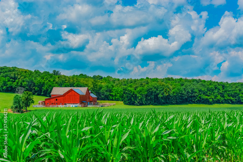 Принти на полотні Corn crop grows in front of a red barn in Ohio in the rolling hills of Ohio