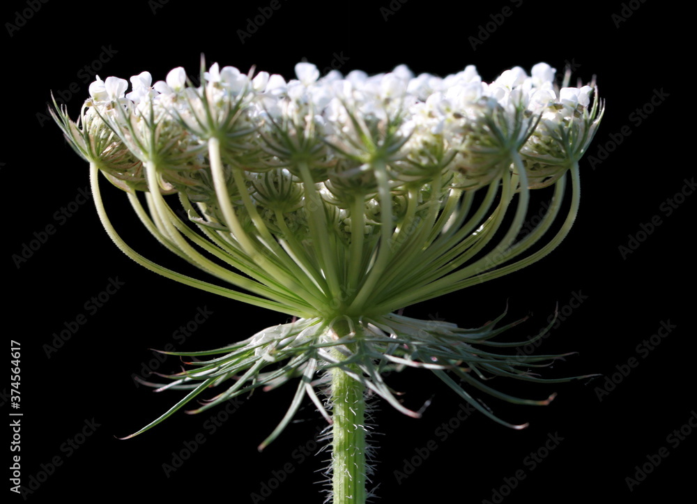 Blooming wild carrot plant ( Daucus carota / Queen Anne's lace ) with umbel against black background Blooming wild carrot plant ( Daucus carota / Queen Anne's lace ) with umbel against black background