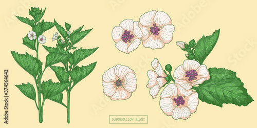 Medical marshmallow plant, hand drawn botanical illustration in a trendy flat style