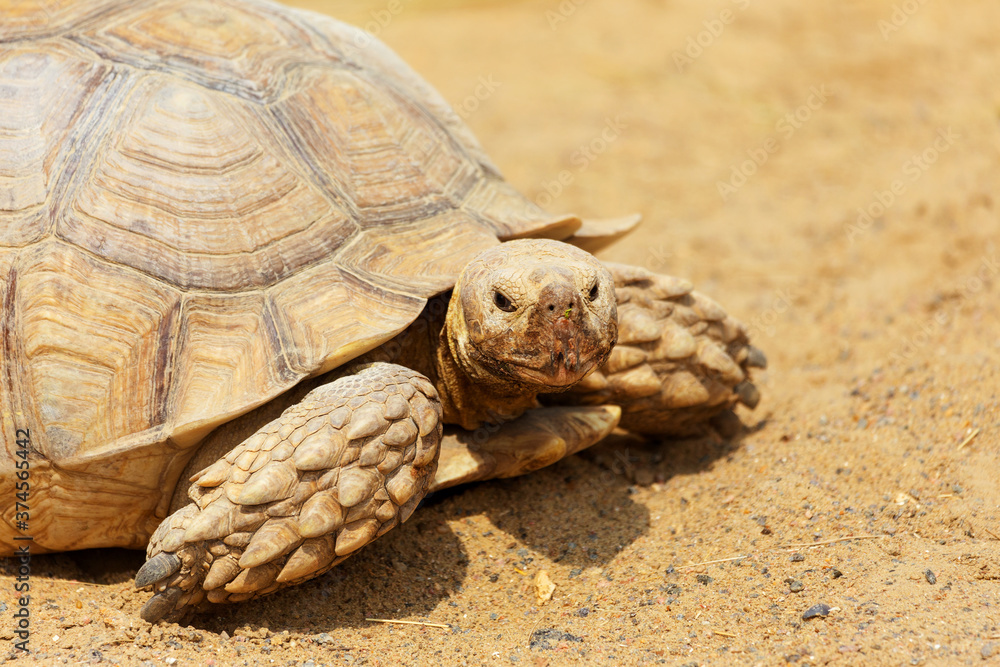 Very large turtle with powerful columnar legs and a relatively small head. Slow life of land tortoises in the biopark of Odessa. Very large turtle with powerful columnar legs and a relatively small head. Slow life of land tortoises in the biopark of Odessa.