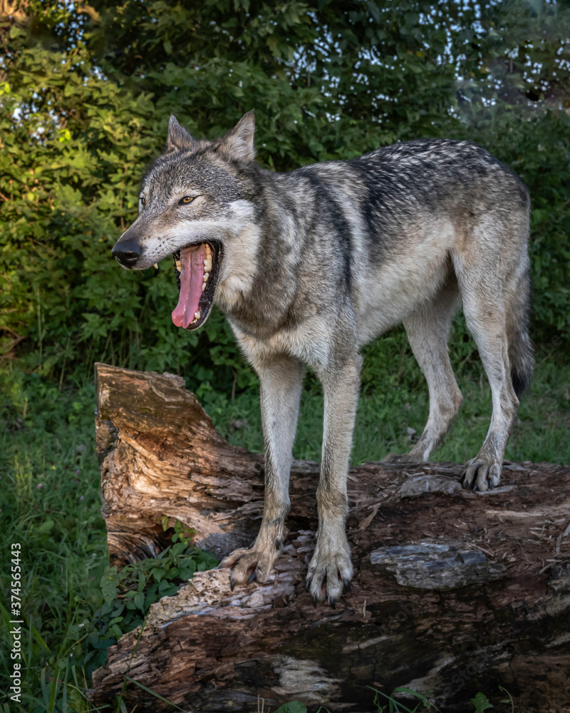 A Wolf in the Evening Sun During Summertime A Wolf in the Evening Sun During Summertime
