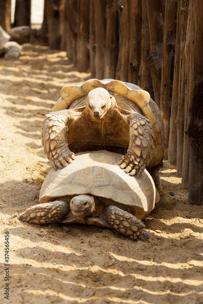 Gray turtles. Very large turtle with powerful columnar legs and