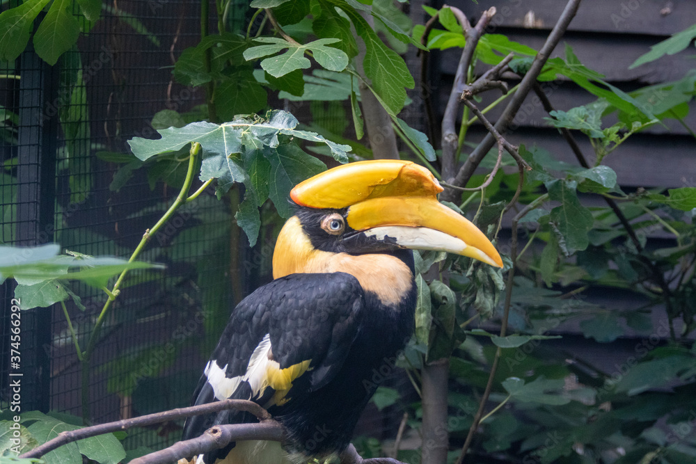 Fototapeta premium Close up of a Large tropical hornbill bird with yellow beak