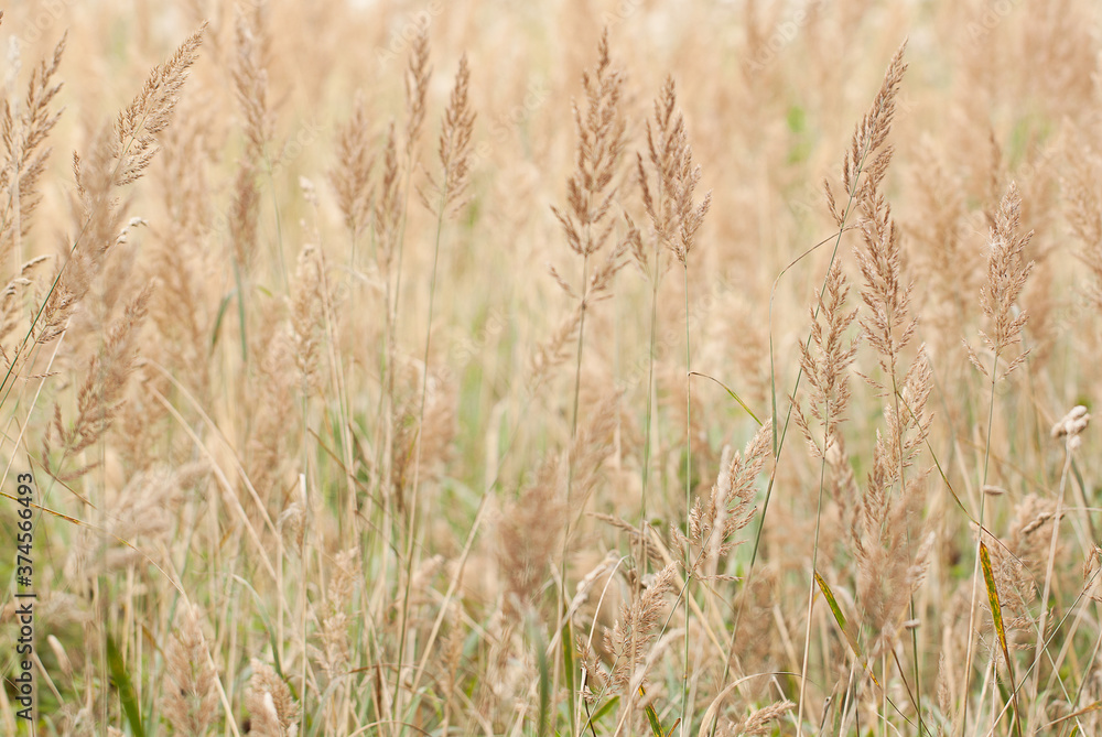 panicles of faded grass densely growing in the field panicles of faded grass densely growing in the field