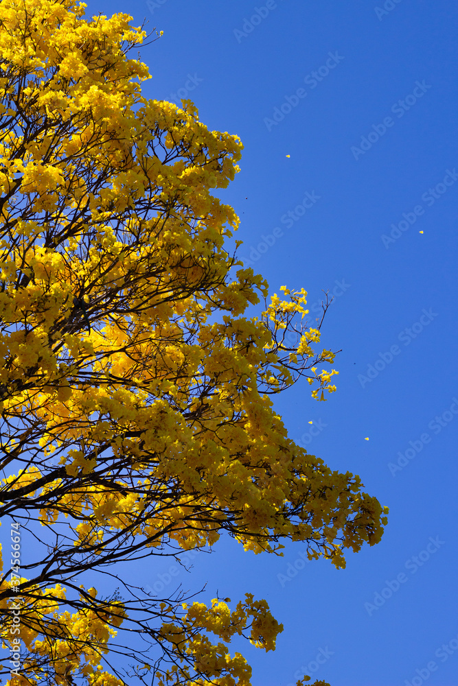 Ipê amarelo e céu azul foto de Stock | Adobe Stock