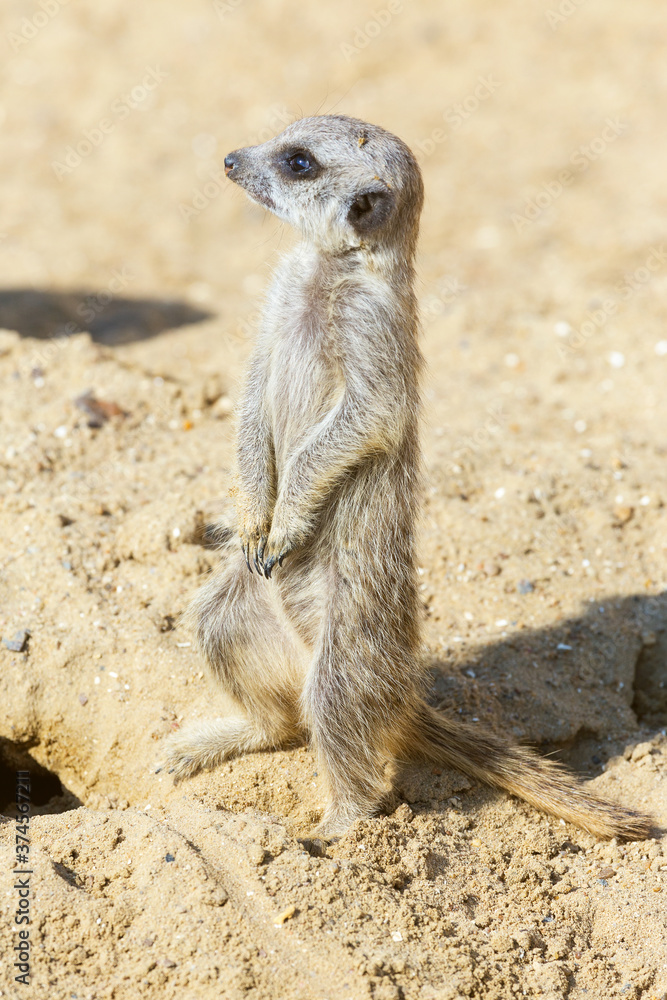 Fototapeta premium meerkat (Suricata suricatta) sitting on sand ground for guarding and safety