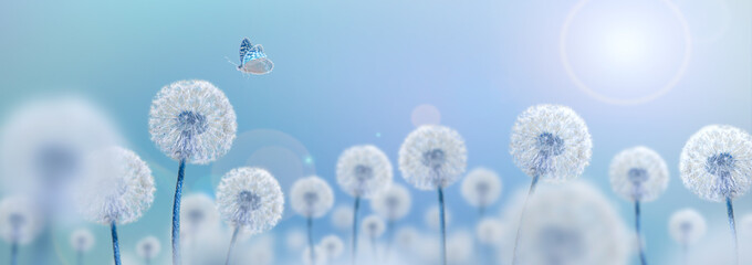 white dandelions on blue background