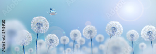 white dandelions on blue background photo