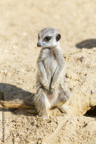 meerkat (Suricata suricatta) sitting on sand ground for guarding and safety © Elena