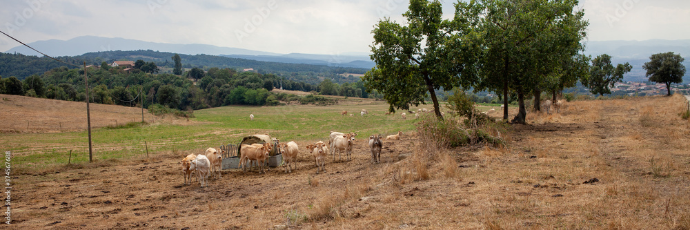Cows graze in the meadow. Landscape, Spain. Cows graze in the meadow. Landscape, Spain.