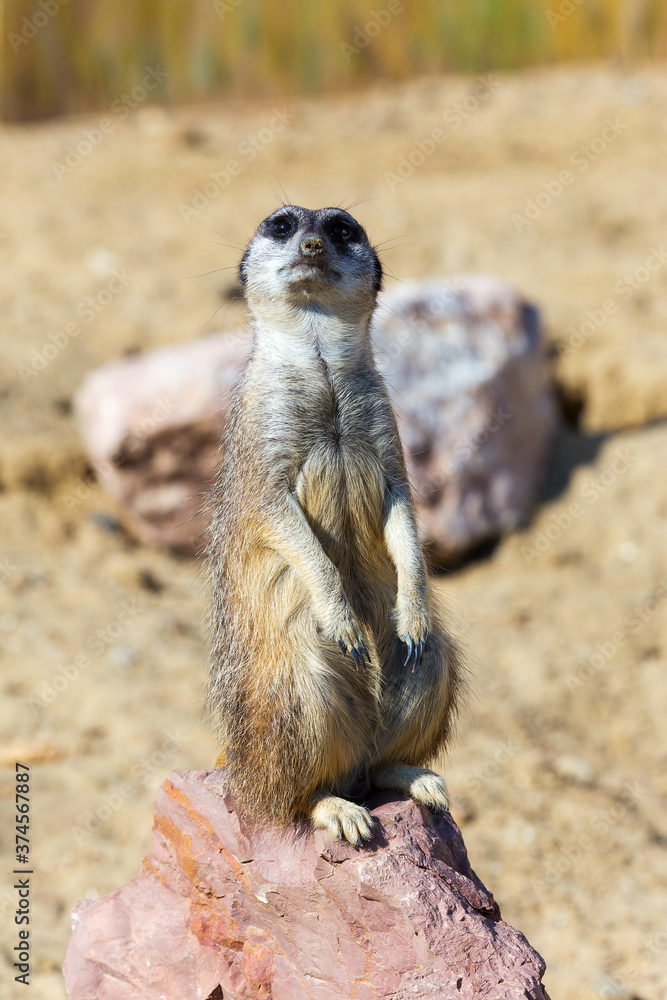 Fototapeta premium Meerkat (Suricata suricatta), sitting on rock for security and safety