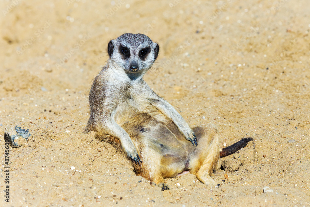 Fototapeta premium meerkat (Suricata suricatta) sitting on sand ground for guarding and safety