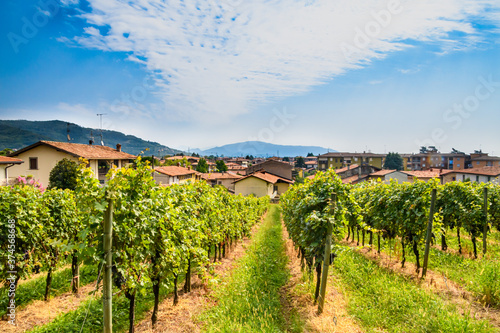 Canvastavla vigneto 01 - vigneto poco prima della vendemmia con borgo rurale e montagne sullo sfondo