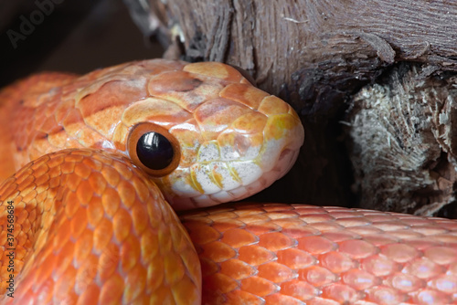 Super macro close up of pet corn snake's face poking out.