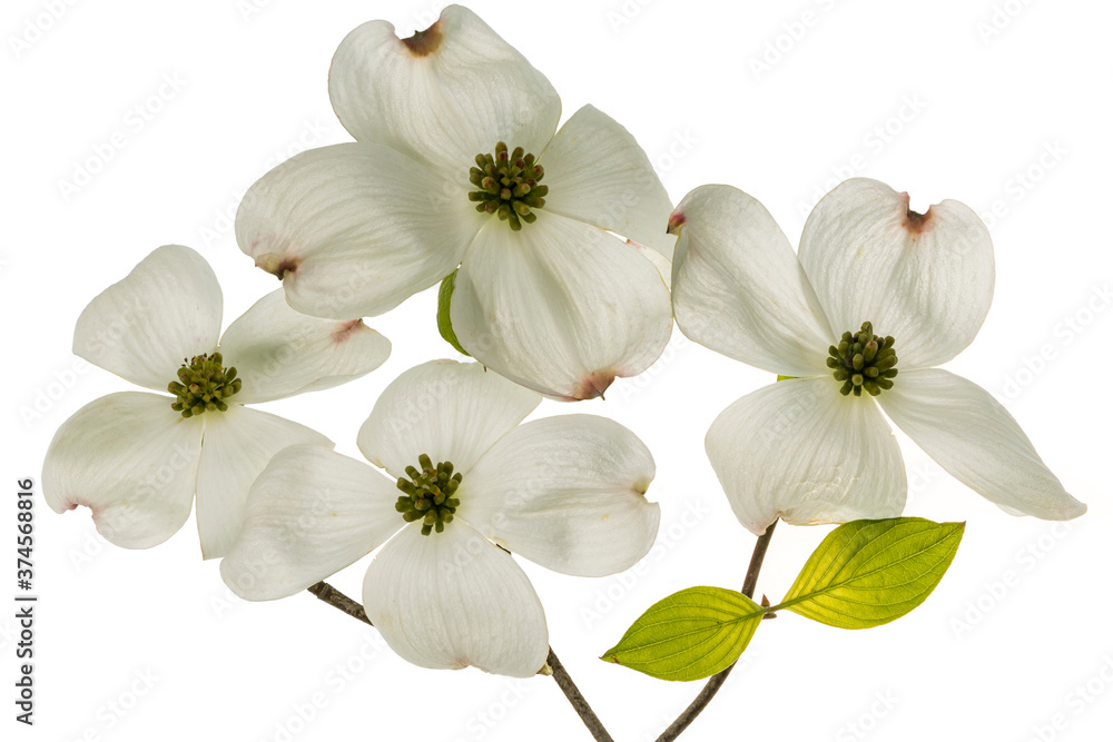 Obraz premium White Dogwood Flowers