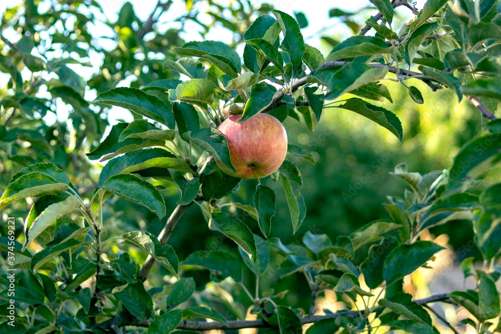 Apple tree branches with ripe red apple and green foliage. Orchard. Ripe apple on a branch close up Apple tree branches with ripe red apple and green foliage. Orchard. Ripe apple on a branch close up