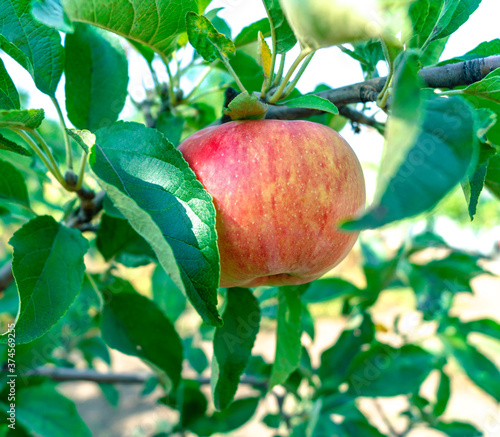 Ripe apple on a branch close-up. Summer harvest of apples. Healthy fruits. Apple tree branches with ripe apple and green foliage. Orchard.