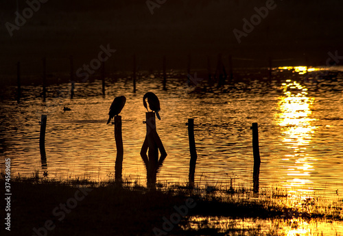 sunset on the lake with resting cormorants.