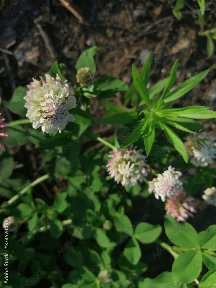 White clover flowers field in summer, shallow depth of field White clover flowers field in summer, shallow depth of field