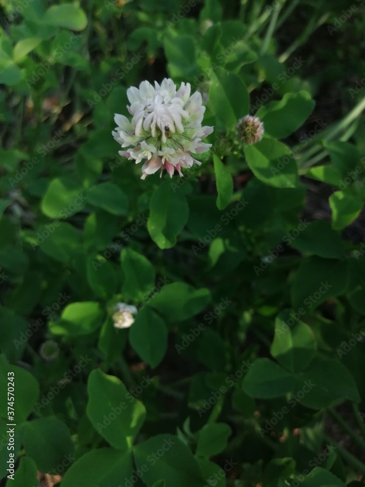 White clover flowers field in summer, shallow depth of field White clover flowers field in summer, shallow depth of field