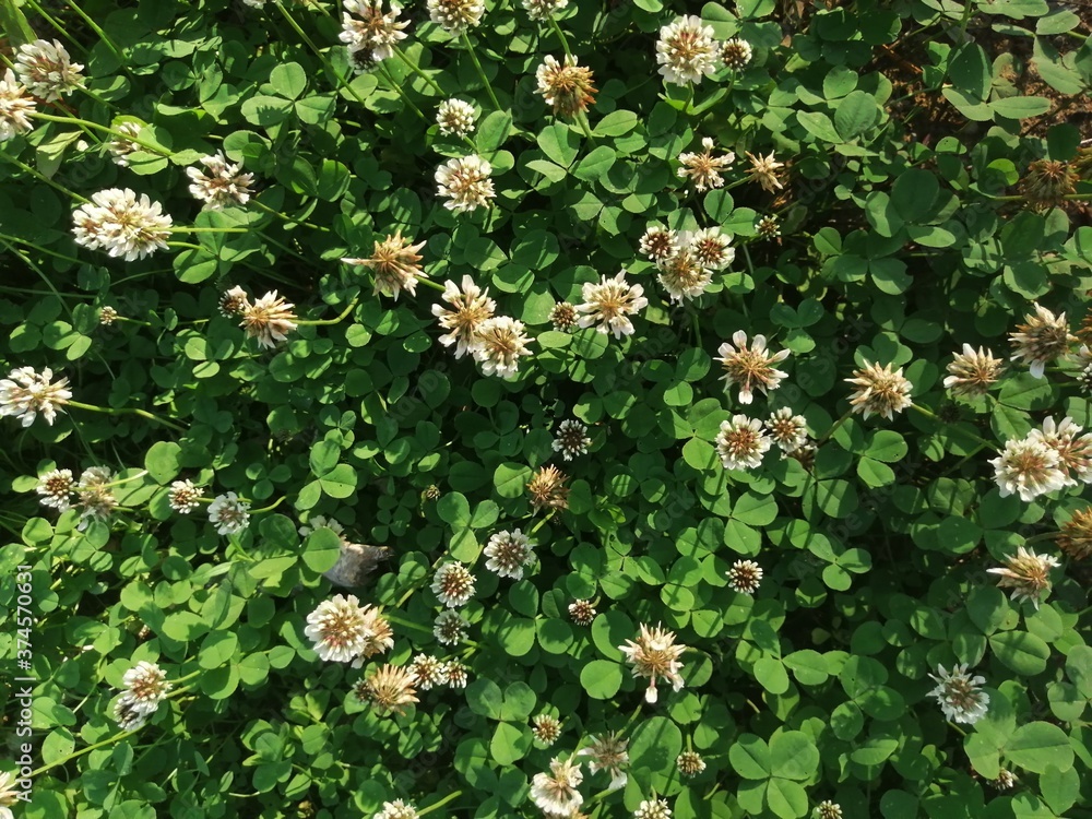 White clover flowers field in summer, shallow depth of field