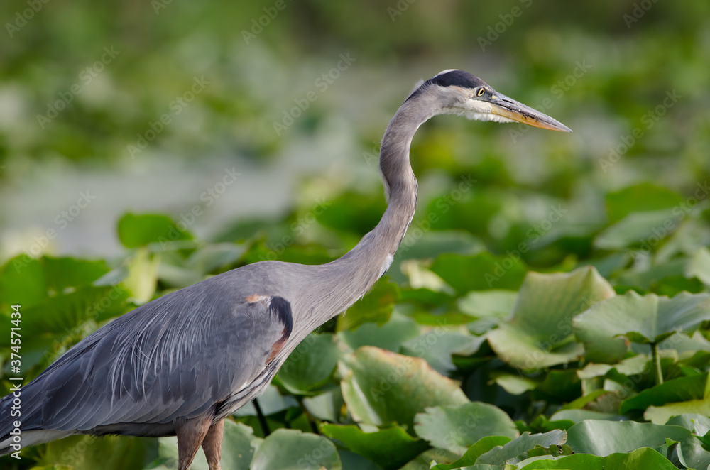 Close-up of a Great Blue Heron in a marsh wetlands Close-up of a Great Blue Heron in a marsh wetlands