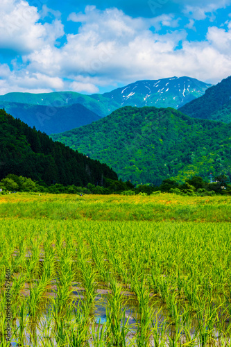 Rice fields and remaining snow in Japan
