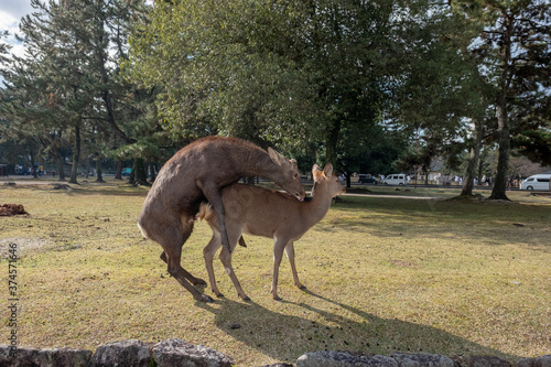 Nara Deer mating  Japan  December 16  2018