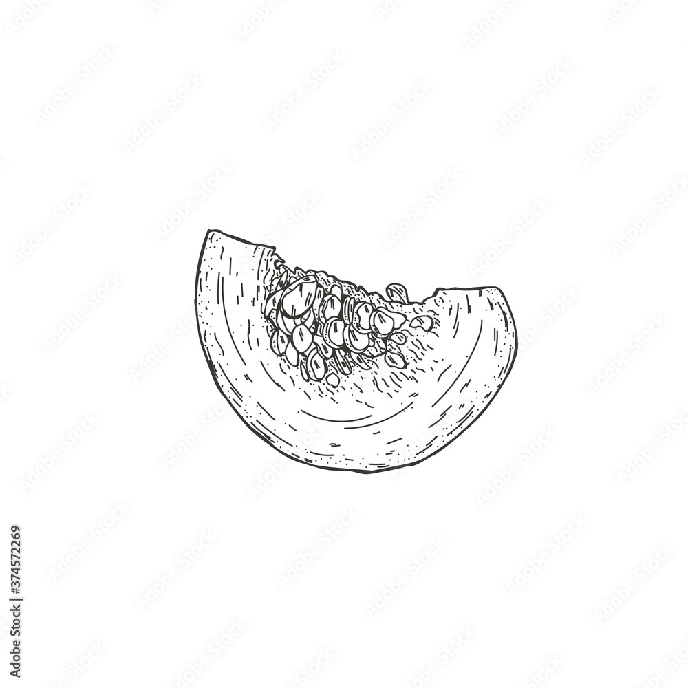 Fototapeta premium Vector illustration of a pumpkin drawn by hand. Isolate the pumpkin and cut it in half. Plant engraving illustrative style. Detailed sketch of vegetarian food. Products on the agricultural market