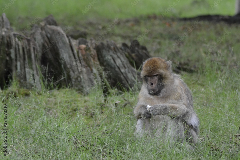 Fototapeta premium baboon sitting on the ground
