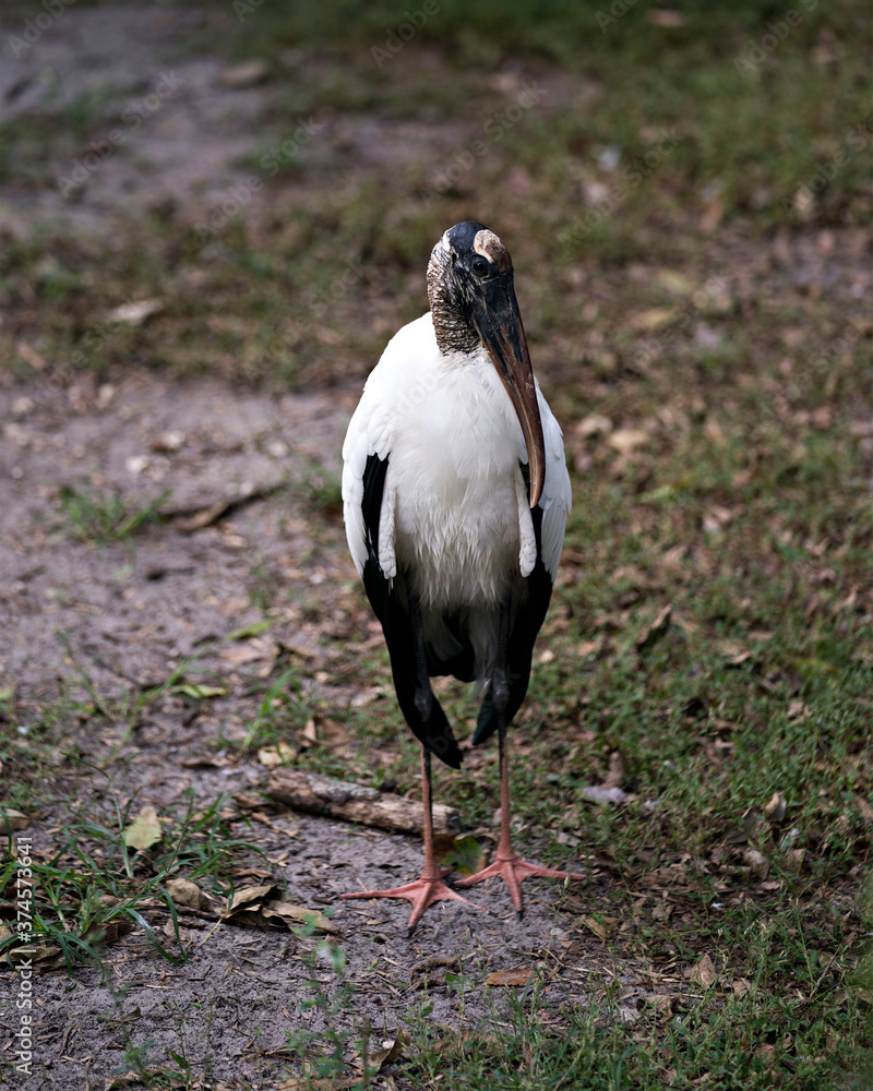 Wood Stork Photos.Wood Stork close up displaying its body, head, beak ...