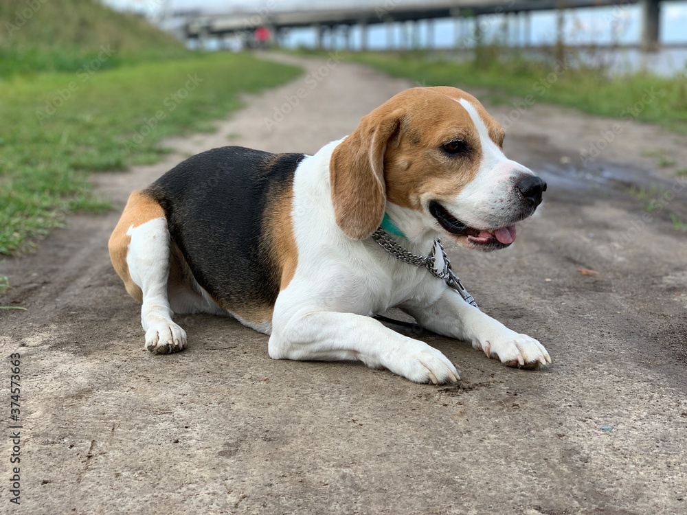 beagle dog on grass