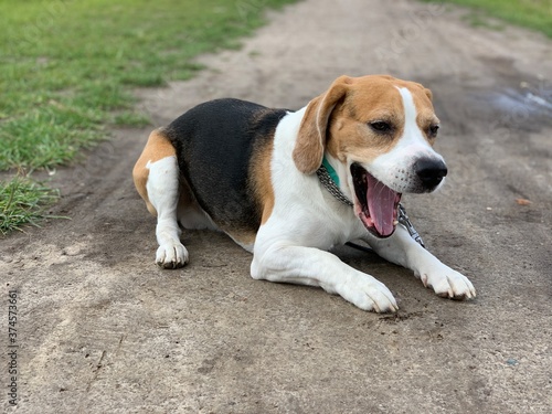 beagle dog on grass © ALEKSANDR