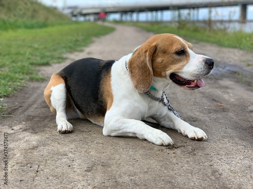beagle on the grass